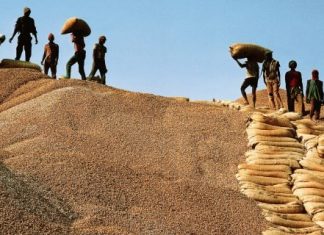 PRODUCTION ARACHIDIERE : La Région de Kaffrine maintient sa position de leader dans la production