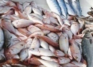 PECHE : Baisse de 11,7% des débarquements au deuxième trimestre 2024