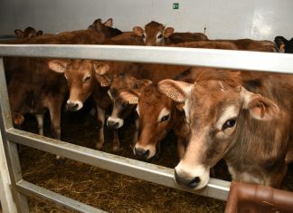 Intensification pour l’autosuffisance laitière : Arrivée de 1 250 génisses gestantes en provenance de France au Port de Dakar
