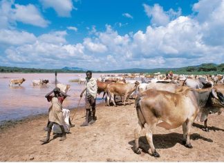 L’avertissement des experts ouest-africains à Bonn : « L’élevage ne peut plus être ignoré dans l’action climatique »