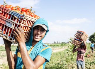 Systèmes agroalimentaires dans le monde selon la FAO : 1,3 milliard de jeunes pour accroître la production alimentaire