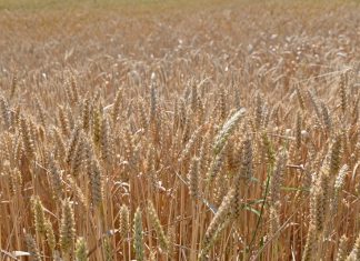 Produits alimentaires : L’indice FAO des prix affiche sa troisième hausse mensuelle consécutive