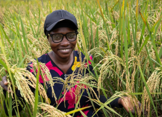 Riz selon la Banque mondiale : L’Afrique de l’Ouest importe pour plus de 3,5 milliards de dollars annuellement